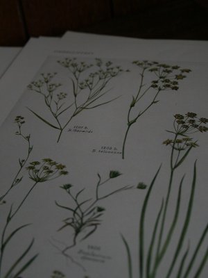 画像5: Flore Complete Illustree en Couleurs