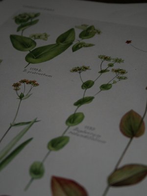 画像4: Flore Complete Illustree en Couleurs