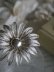 画像6: Broche Fleur en filigrane